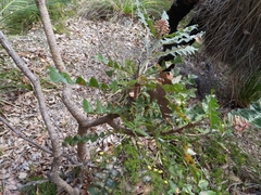 Banksia grandis