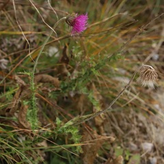 Carduus defloratus