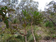 Banksia grandis