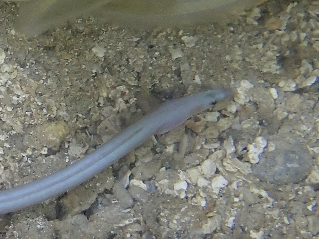 Indo-Pacific slender worm-eel (Scolecenchelys gymnota) — Ophichthidae