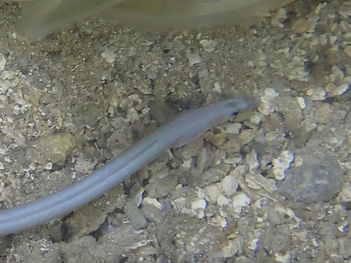 Indo-Pacific slender worm-eel (Scolecenchelys gymnota) — Ophichthidae