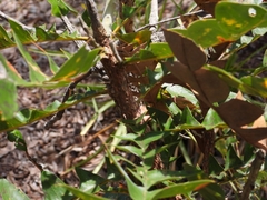 Banksia grandis