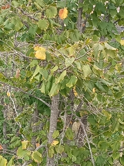 Acer pseudoplatanus