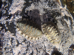 Sypharochiton sinclairi