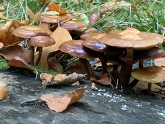 Kuehneromyces