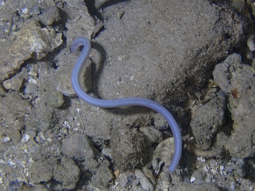 Indo-Pacific slender worm-eel (Scolecenchelys gymnota) — Ophichthidae