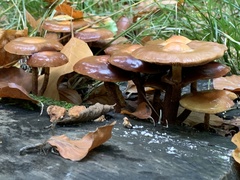 Kuehneromyces