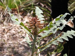 Banksia grandis