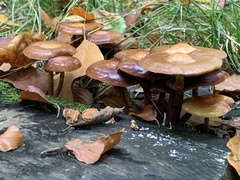 Kuehneromyces