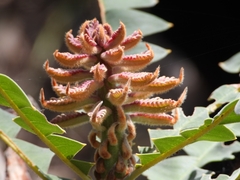 Banksia grandis