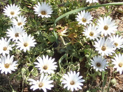 Dimorphotheca sinuata