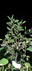 Eucalyptus camfieldii