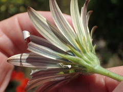 Dimorphotheca sinuata