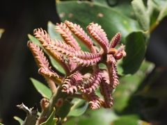 Banksia grandis