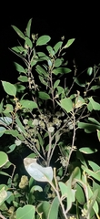 Eucalyptus camfieldii