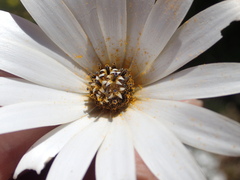 Dimorphotheca sinuata