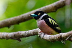 Eurylaimus ochromalus