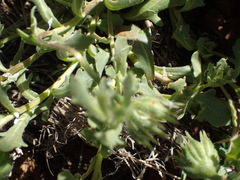 Dimorphotheca sinuata