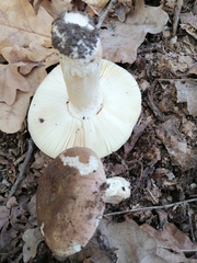 Russula graveolens