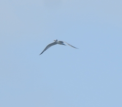 Thalasseus bengalensis