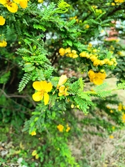 Senna auriculata