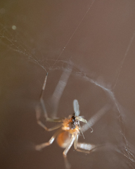 Neriene peltata