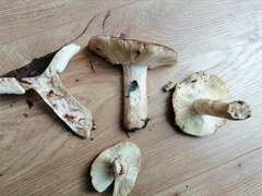 Russula graveolens