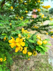 Senna auriculata