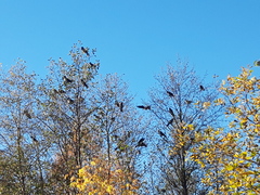 Corvus cornix