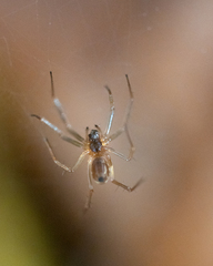 Neriene peltata