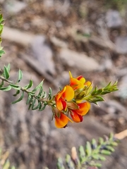 Pultenaea humilis