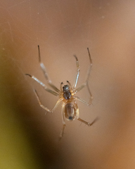 Neriene peltata