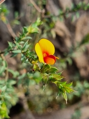 Pultenaea humilis