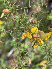 Dillwynia retorta