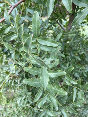 Pistacia