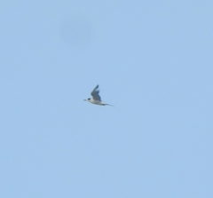 Sterna hirundo hirundo