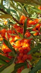Hippophae