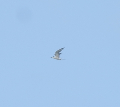 Sterna hirundo hirundo