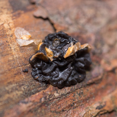 Exidia