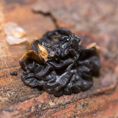 Exidia