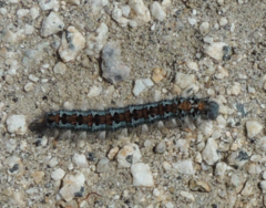 Malacosoma constricta