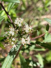 Platysace lanceolata