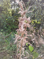 Calamagrostis epigejos