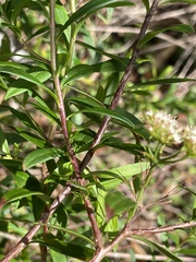 Platysace lanceolata