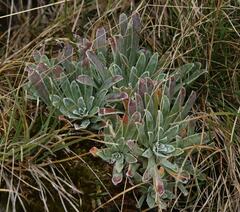 Saxifraga hostii