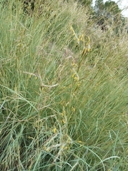 Osyris alba
