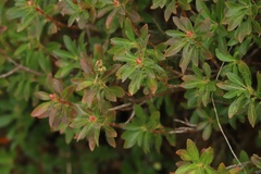Rhododendron hirsutum