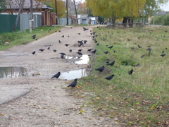 Corvus frugilegus