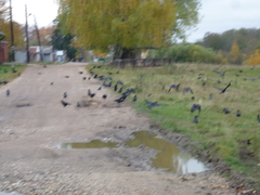 Corvus frugilegus