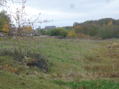 Corvus frugilegus